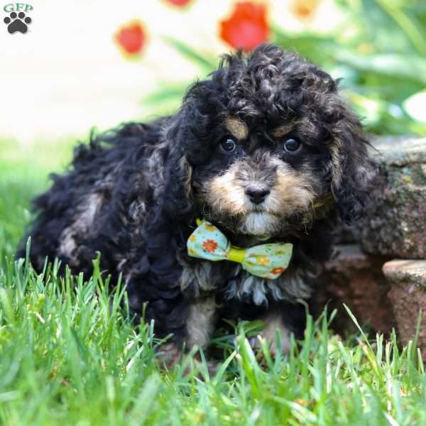 Brody, Cavapoo Puppy